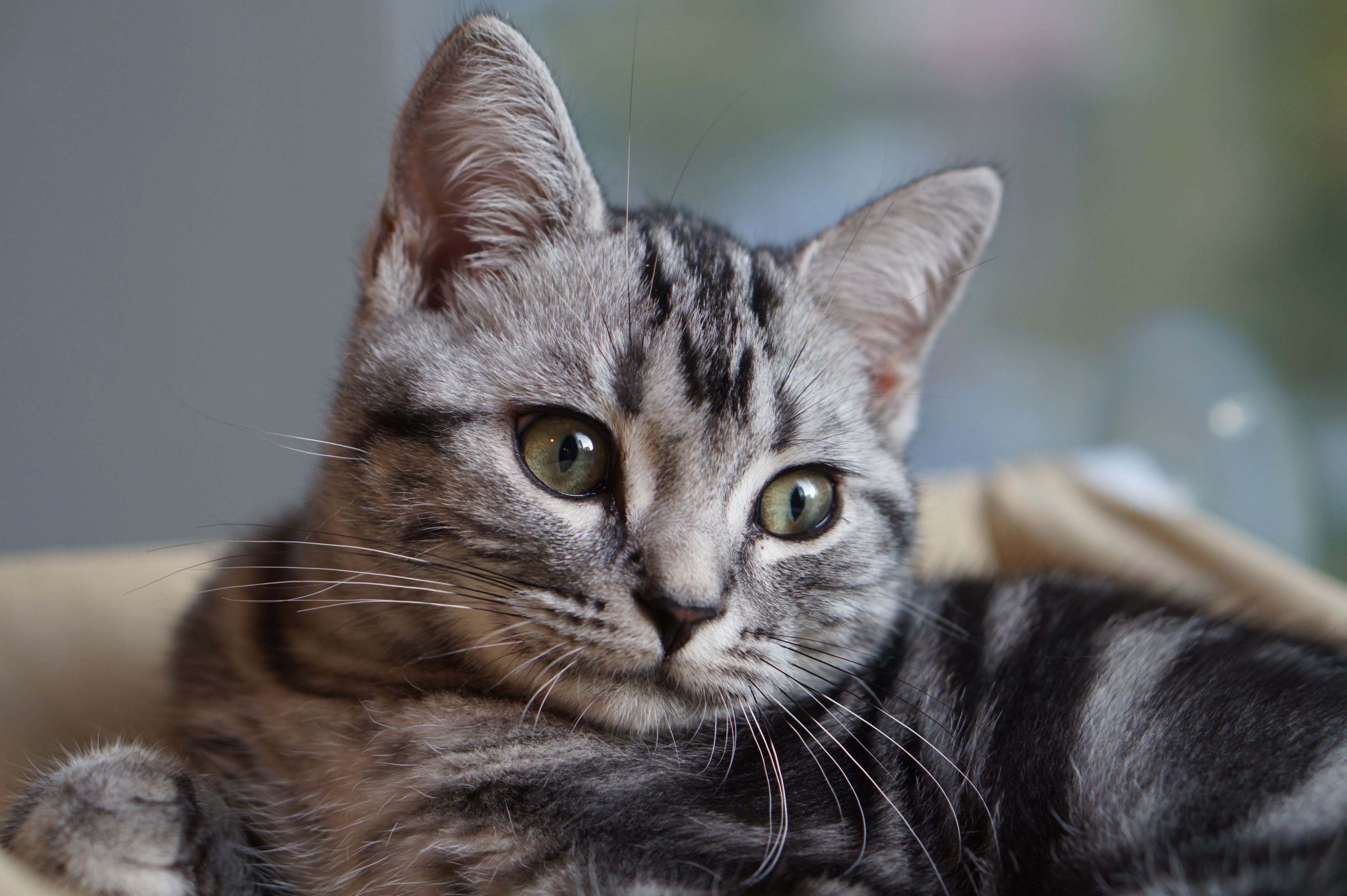 猫咪咖啡馆哪个最好,北京有名的猫咪咖啡馆