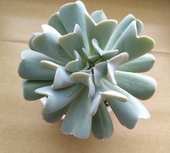 多肉植物特玉莲怎么养,多肉玉缀徒长了怎么办