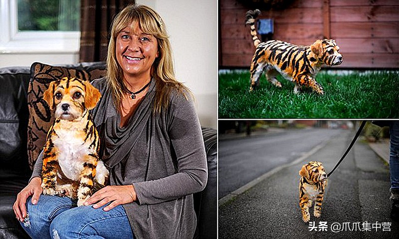 在马路上画只老虎把狗子吓坏了,狗画成老虎的模样吓跑了豹子