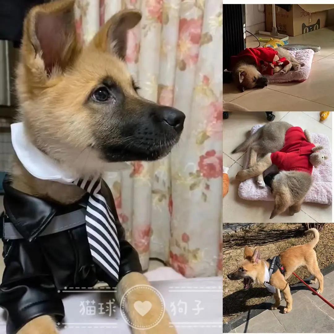 男生猛犬穿女装,男生细狗穿女装