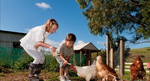 2020禽流感传播途径,h5n1型禽流感的传播途径是什么