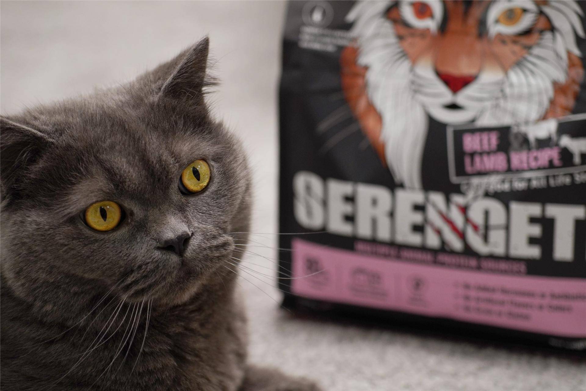 猫主子的猫砂怎么选,喵星人的食物有哪些