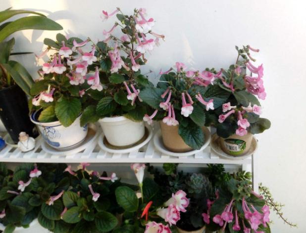 养花浇淘米水和啤酒好吗,啤酒养花好还是雪碧养花好