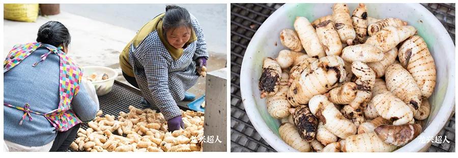 安徽道地药材天麻,天麻的道地药材