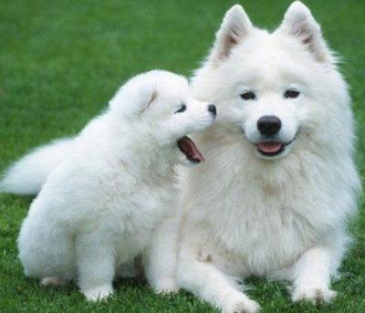 狗狗受伤心情感受,狗狗受伤了怎么办