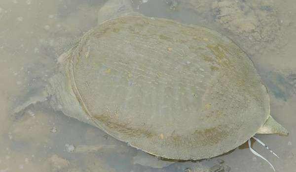 钓甲鱼最好的方法,甲鱼几月份最好钓