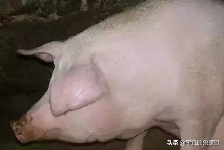 猪注射部位图片大全,猪肌内注射怎么操作