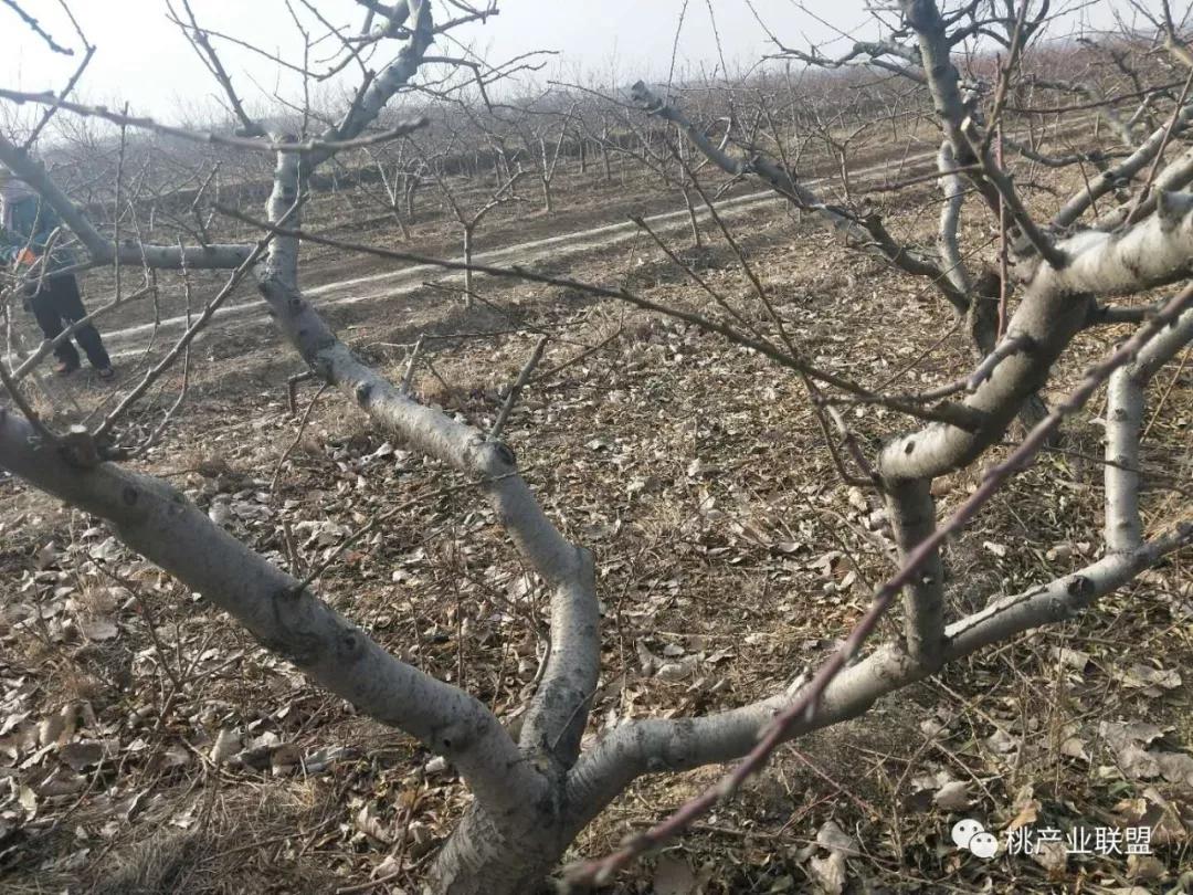 桃树长放修剪好、还是短截修剪好？