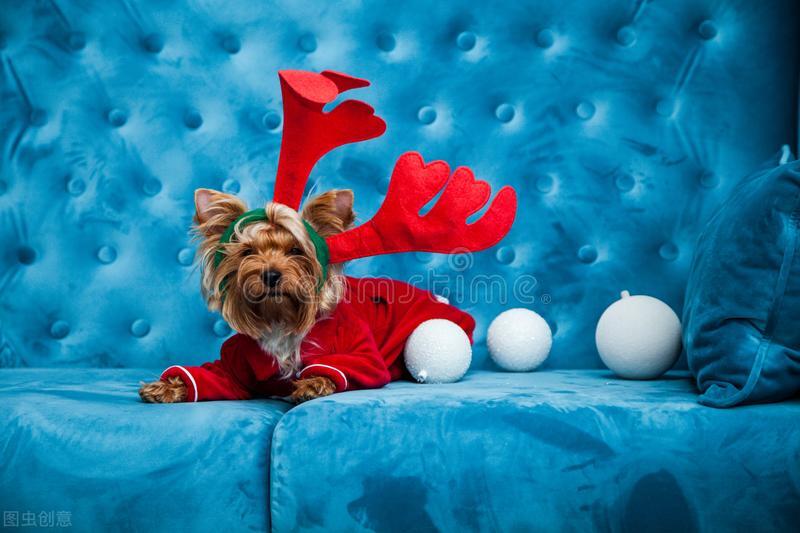 汪星人的常见疾病图片,50种狗狗常见病的症状及治疗方法