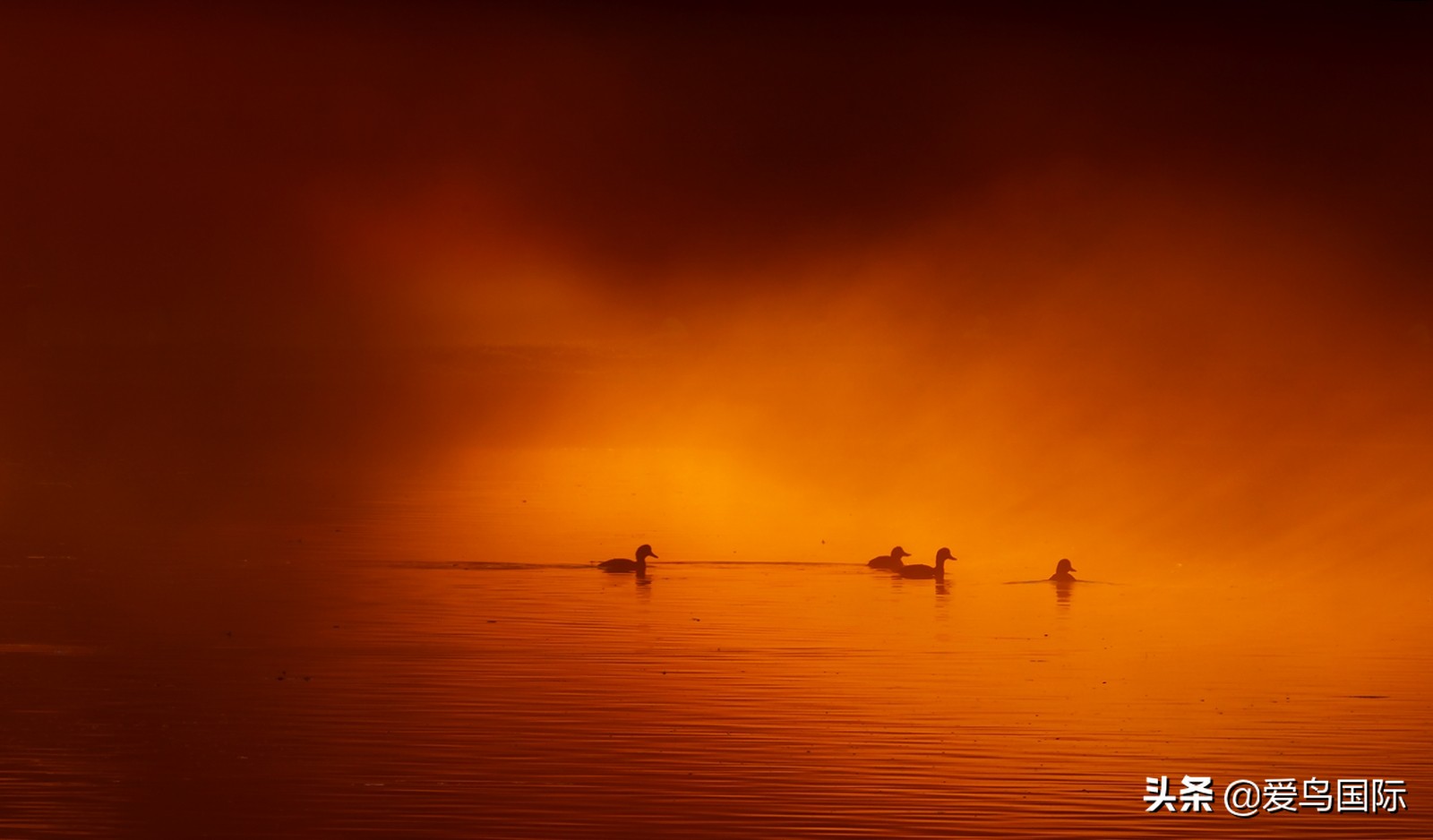 躁动的繁殖季节2021观鸟大年五月精华作品集