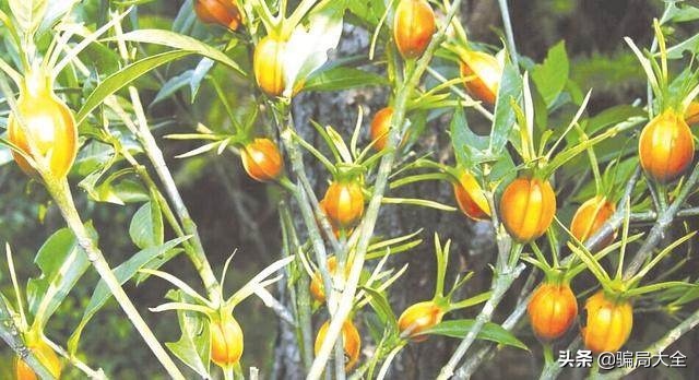 加盟*局骗**之农村特种种植*局骗**