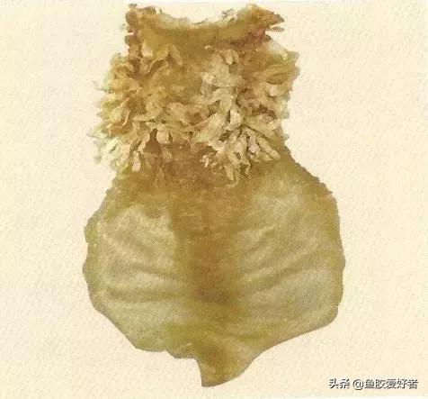 哪种鱼胶最好7种鱼胶的分类,鱼胶知识与食用方法
