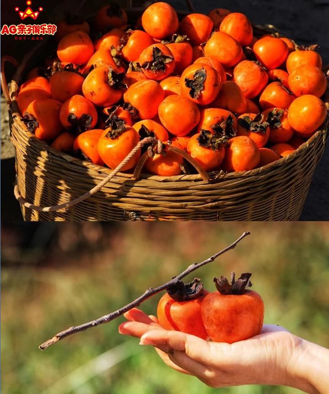 柿柿如意今秋造访最美柿子乡,金秋十月收获的季节柿柿如意