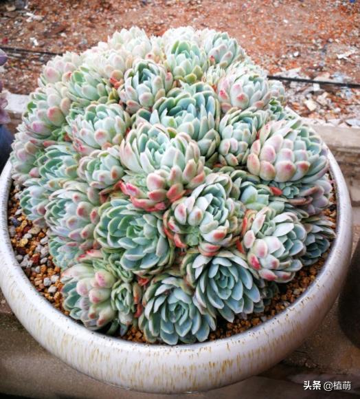 冰梅的养殖方法,冰梅怎么爆盆