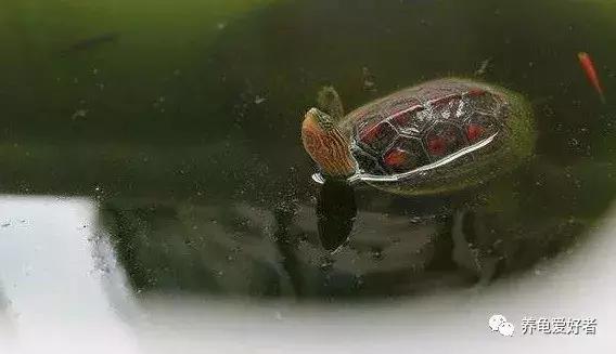 家养中华花龟怎么养,中华花龟新手饲养多少厘米的