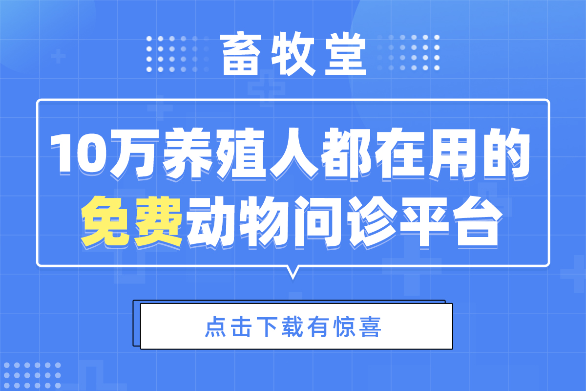 治疗猪丹毒最佳治疗方案,猪丹毒和圆环病毒图片