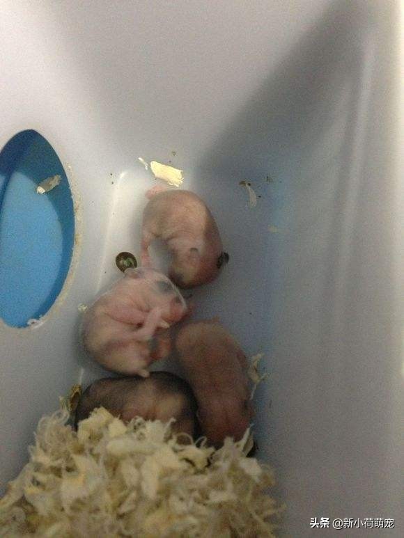 仓鼠肚子底下为什么都是鲜红色?主人惊惶失色,扒开却直呼赚大了