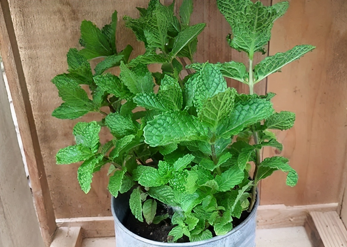 观花草本植物推荐,最具观赏性的观叶植物