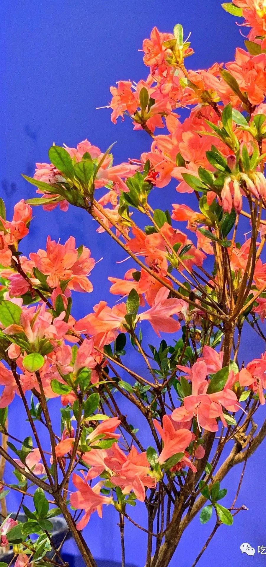 北京花市攻略大全,北京最美赏花景点