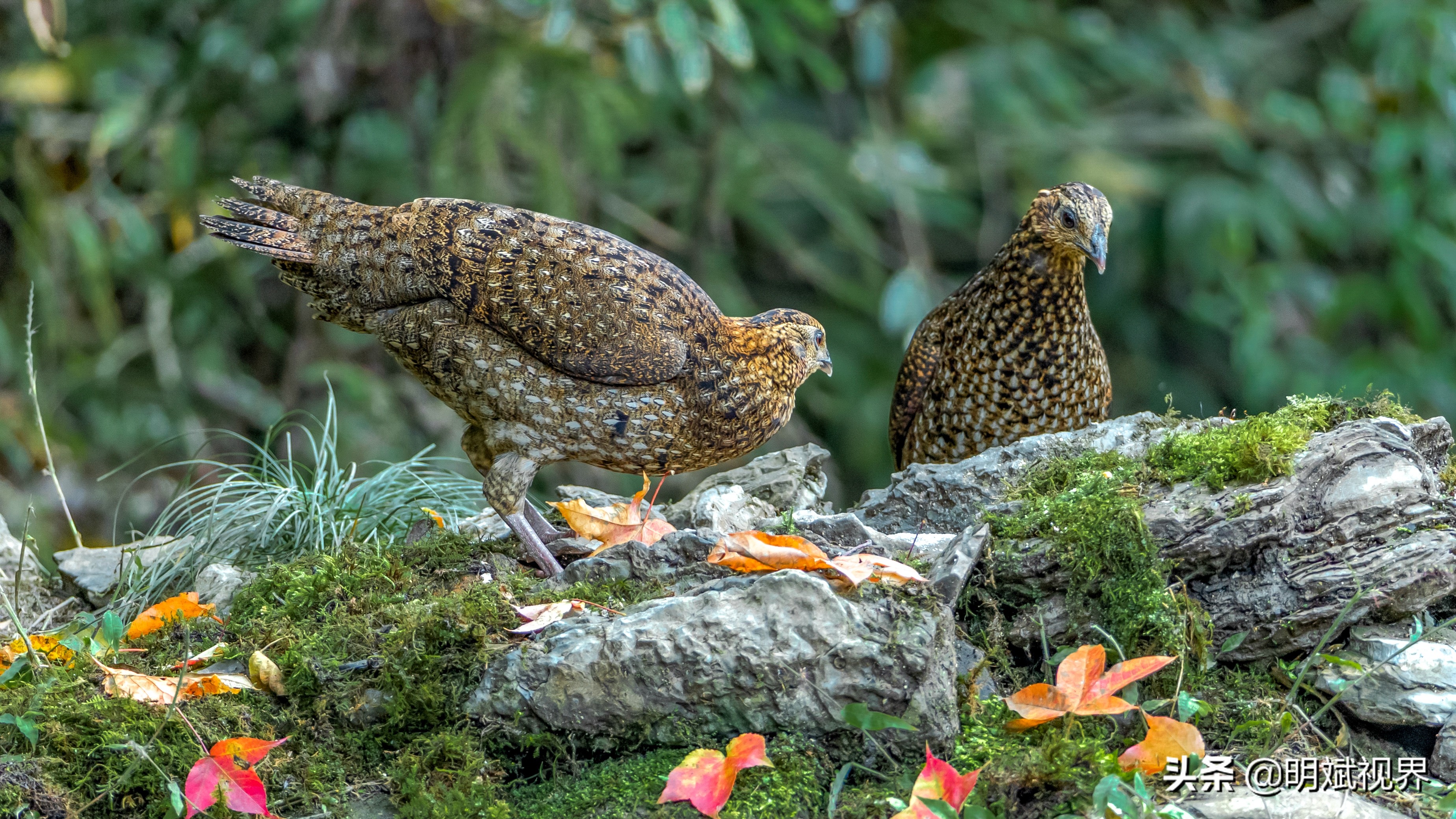 南川红腹角雉图片,重庆南川红腹角雉拍摄点