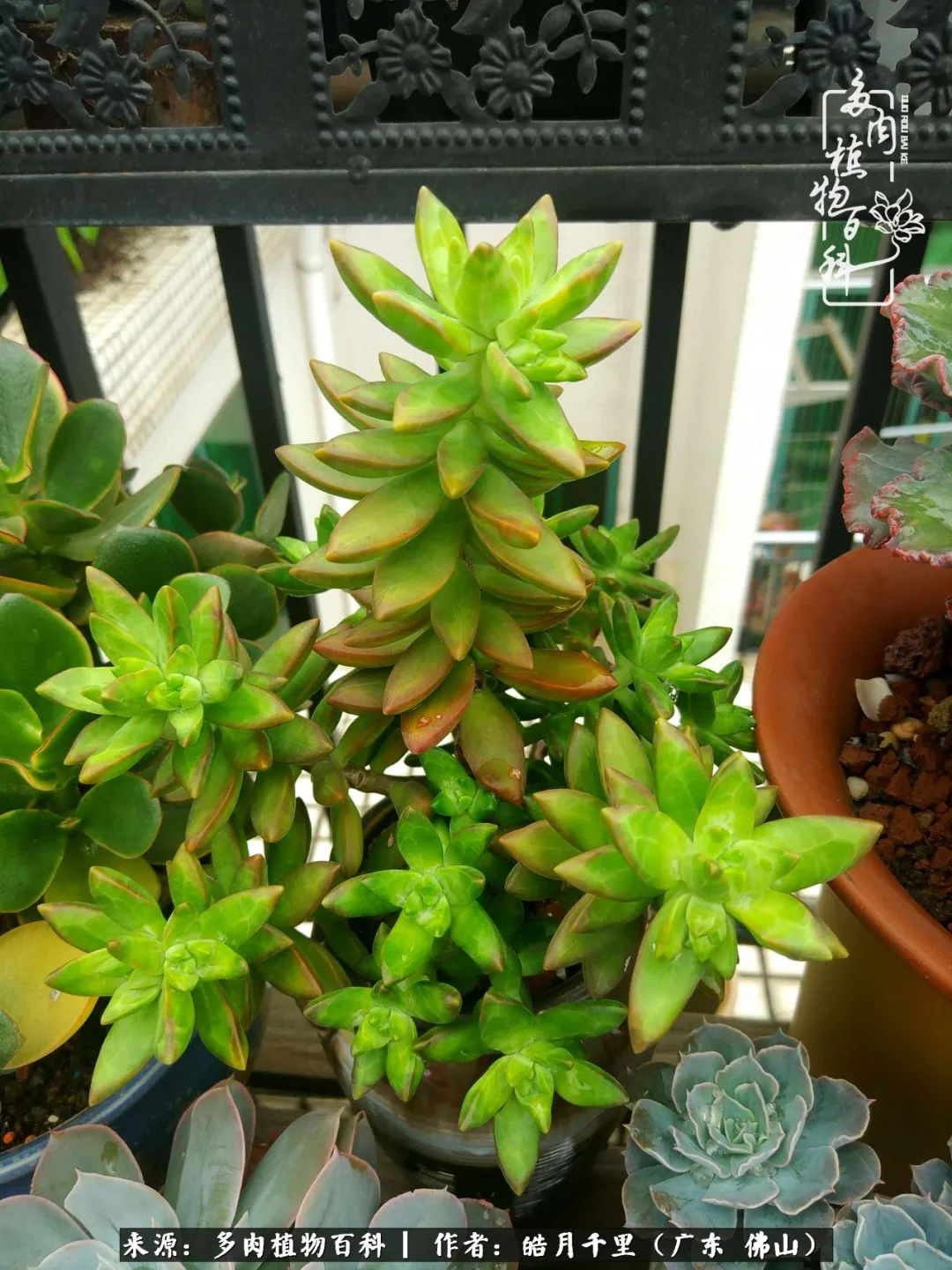 多肉娇气养不活多肉的10个秘密,养多肉是件很治愈的事情