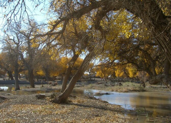 成都到额济纳旗五日游,南京到额济纳旗旅游攻略