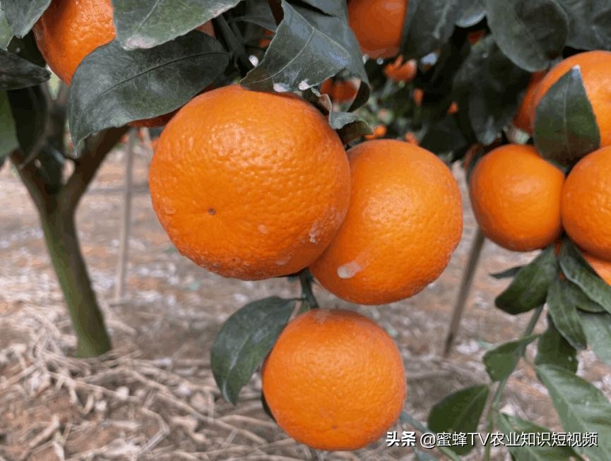 柑橘无色防晒剂的配制方法,柑橘防晒剂配方