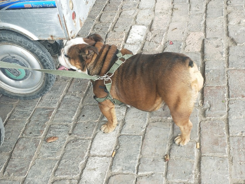 小伙去狗场抓德牧,开封狗市抓狗