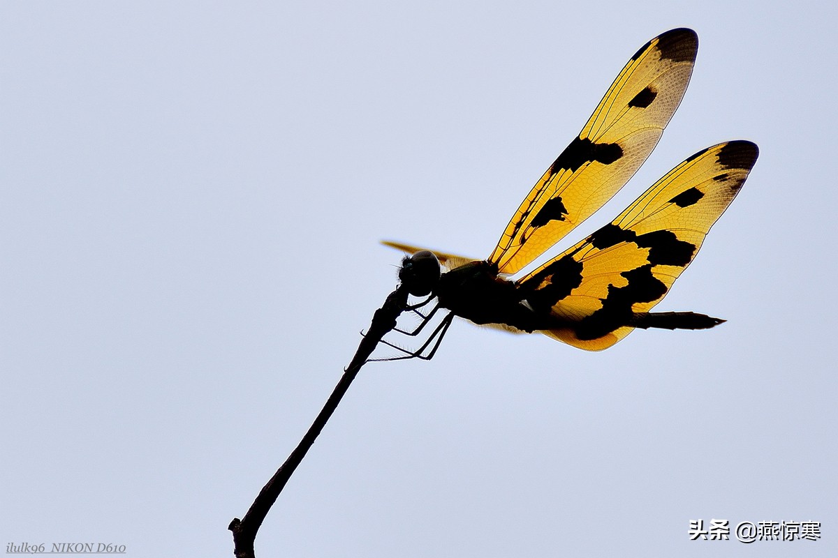 说说我用过的那些相机和镜头（3）：尼康篇