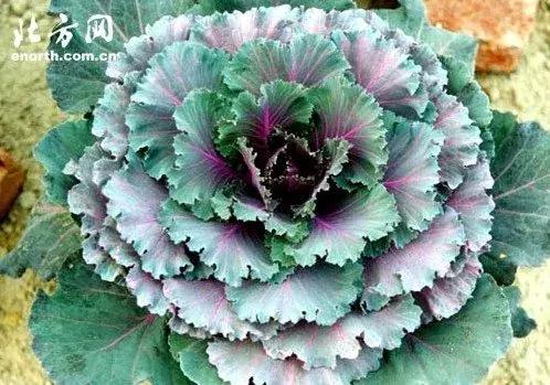 叶牡丹羽衣甘蓝,多头叶牡丹羽衣甘蓝