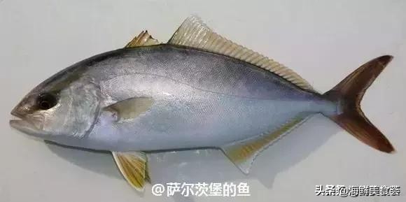 各种寿司纯鲜三文鱼刺身,日本传统寿司都用什么鱼