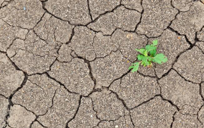 土壤盐害,土壤盐害哪里