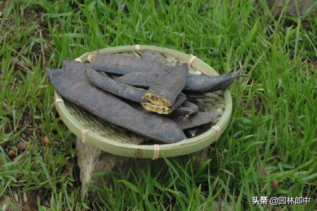 皂角树枯萎病原因,刚栽的皂角树叶子枯萎怎么办