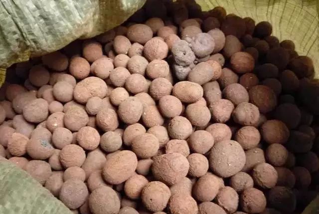 香水石斛兰烂根全部腐烂怎么办,石斛兰烂根怎么让它长新根呢