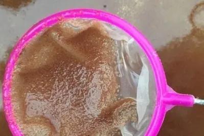 自己养的金鱼捞出来放到河里,为什么钓回来的金鱼自来水养不活