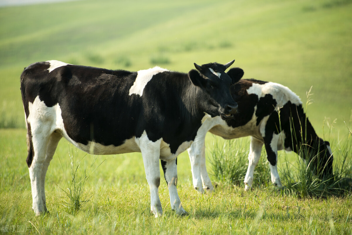 牛布鲁氏杆菌血清检测办法,牛布鲁氏菌病处理流程和措施