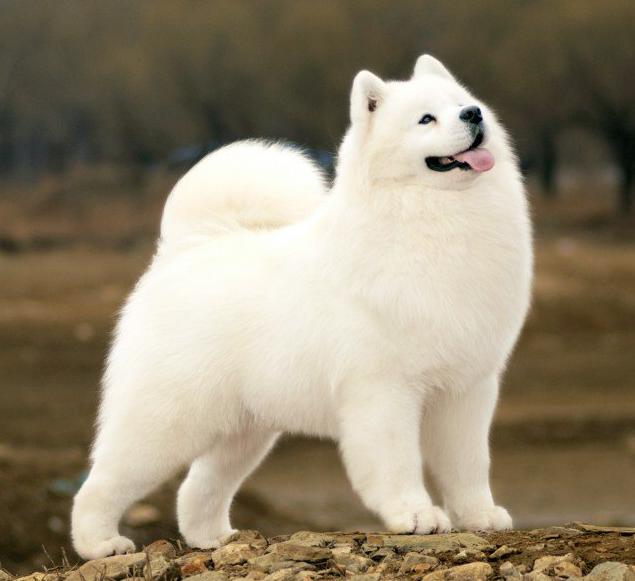 刚一个月多点的萨摩可以吃狗粮嘛,萨摩吃什么食物比较好