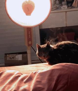 有宠一族必看：啥家庭条件呀，好几万的沙发随便毁？