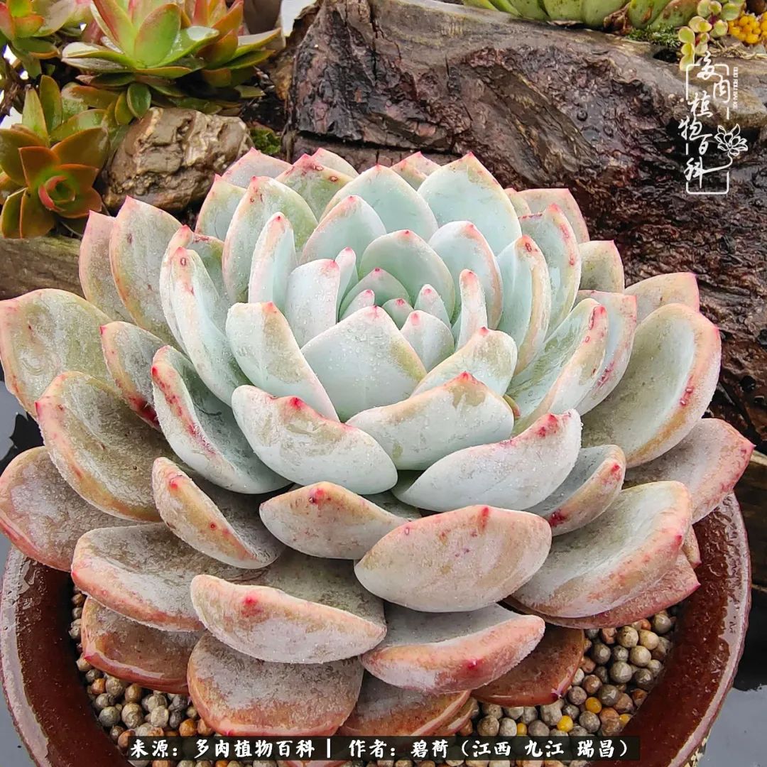 养了五年的多肉看到岁月的痕迹,经过一年春夏秋冬的轮回