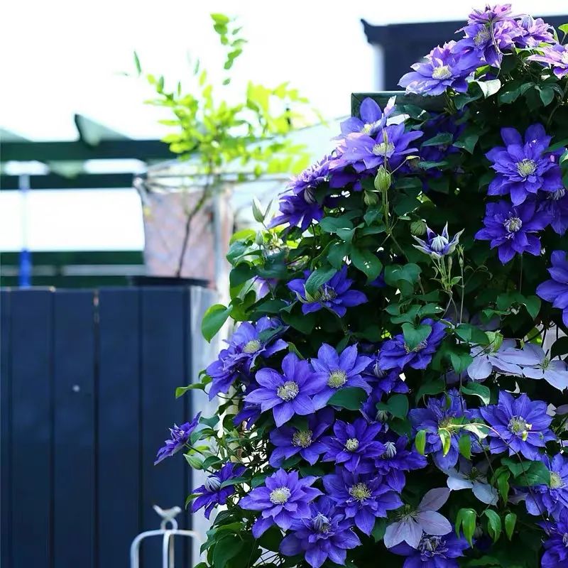 这10种耐旱花2个月不浇水,10种花养不死