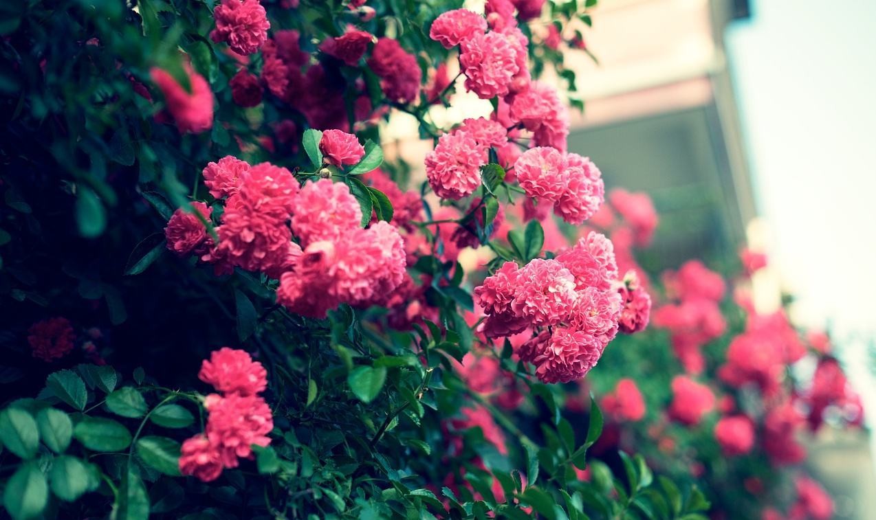 室内养花的小技巧和方法,室内养花技巧和注意事项