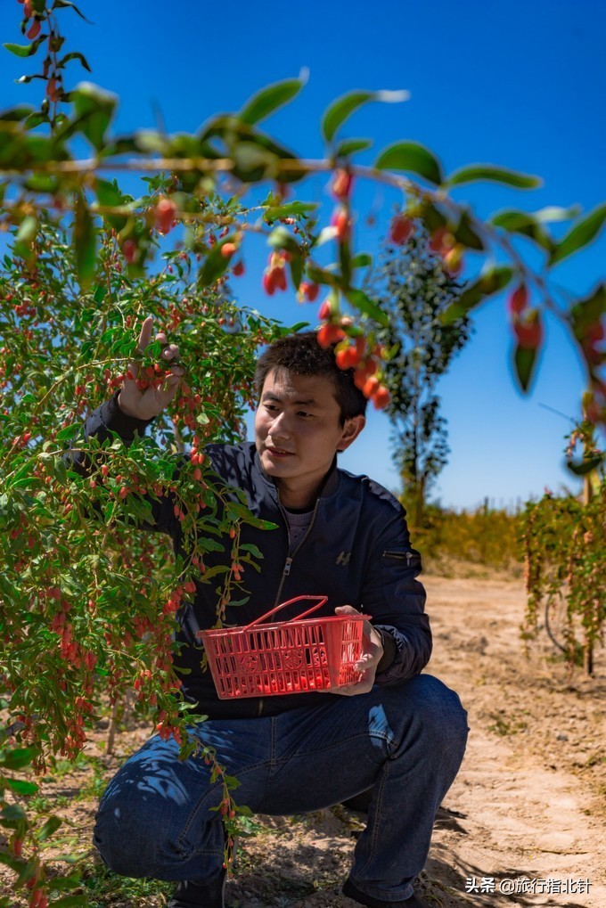 美丽青海，秋收的季节都兰红了，爆汁鲜甜的枸杞有小拇指大小