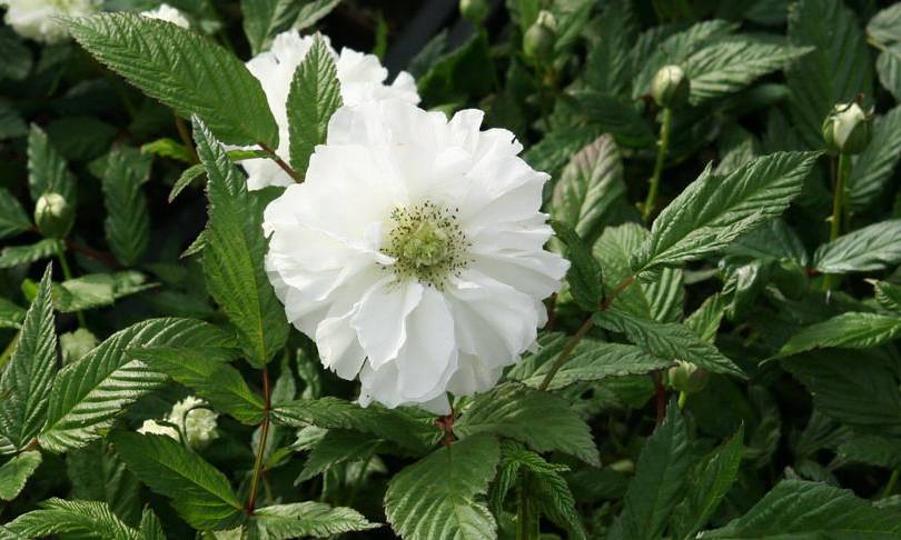 辛弃疾作为词人的幸与悲,辛弃疾送别朋友