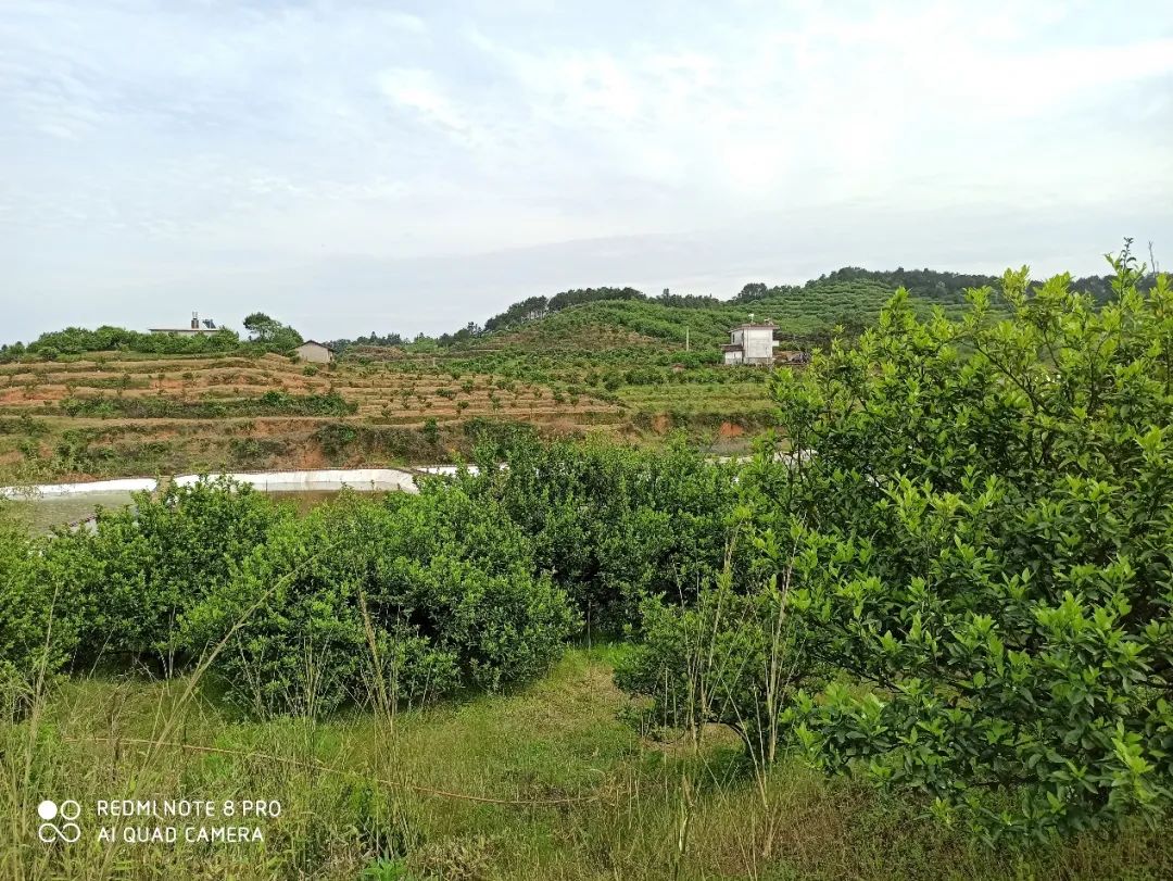 警惕！黄龙病发病率远超红线，木虱防治4大攻略必须牢记