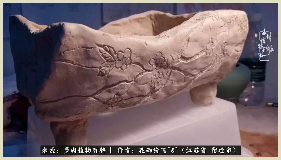 我家老臧：从反对到爱屋及乌的多肉守护人