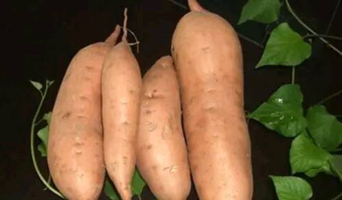 红薯发芽长叶可以往屋子里放吧,红薯发芽部分切下来能盆栽吗