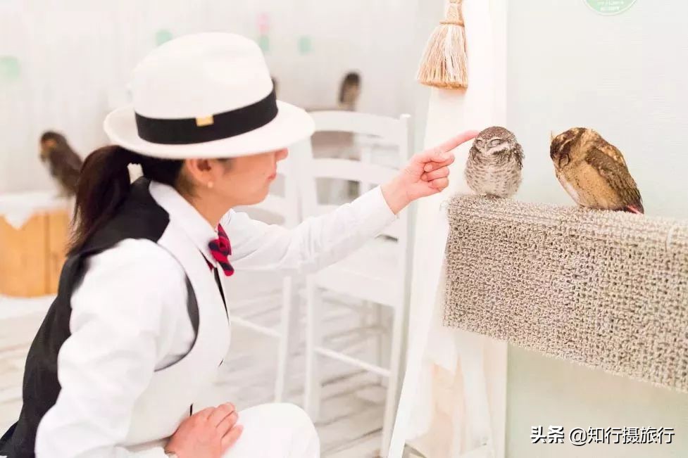 日本“神兽”不只有奈良鹿，日本网红动物主题旅行攻略