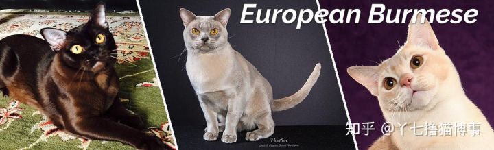 有哪些好看的家养猫,最适合家养的猫咪品种不掉毛