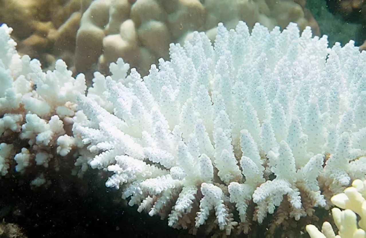 吴尊防晒吗,吴尊皮肤保养秘诀