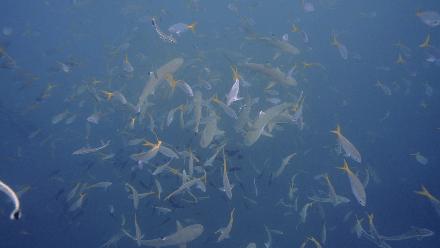 帕劳岛自由行潜水,帕劳水母湖自由潜视频